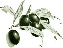 Olive Oil Wax